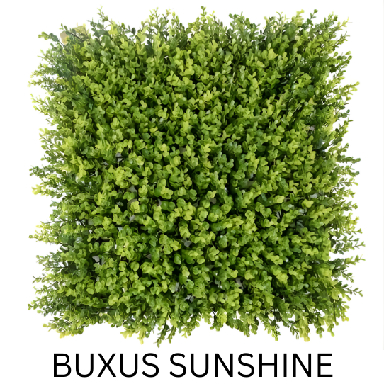 BUXUS SUNSHINE 50CMX50CM