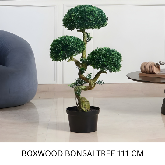 BOXWOOD BONSAI TREE 111 CM