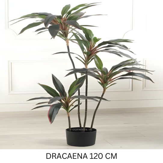 DRACAENA WITH POT 120 CM