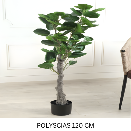 POLYSCIAS WITH POT 120 CM