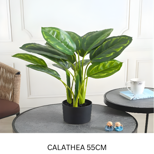 CALATHEA WITH POT 55 CM