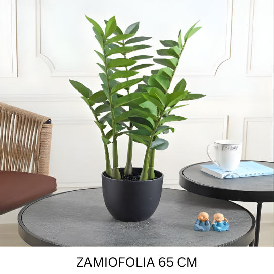 ZAMIOFOLIA WITH POT 65 CM