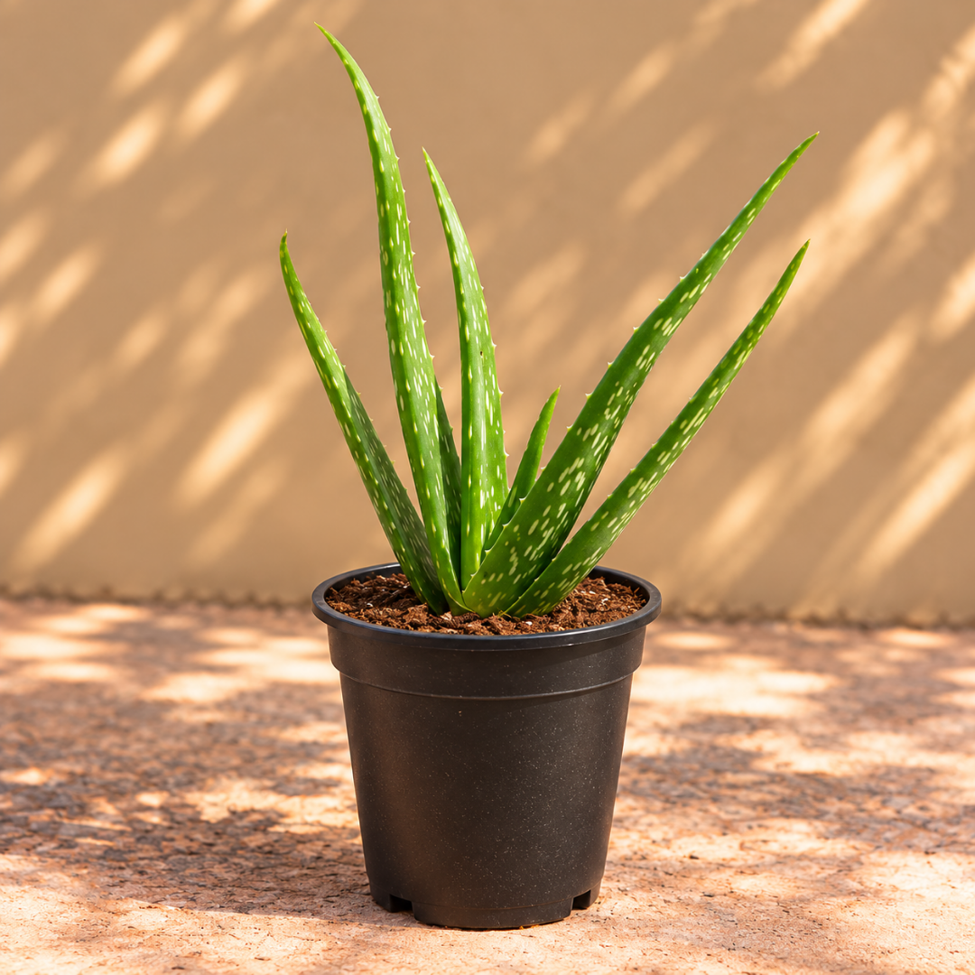 Aloe Vera