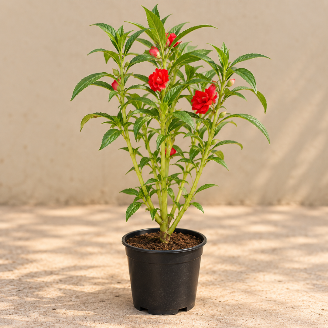 Balsam