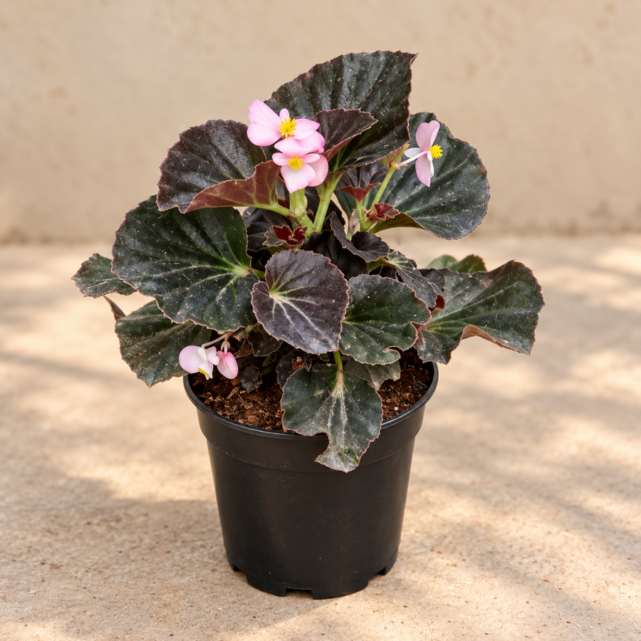 Begonia