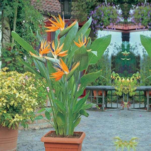Bird of Paradise