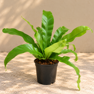 Bird's Nest Fern