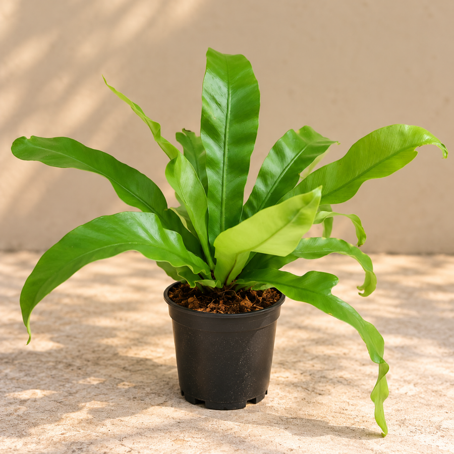 Bird's Nest Fern