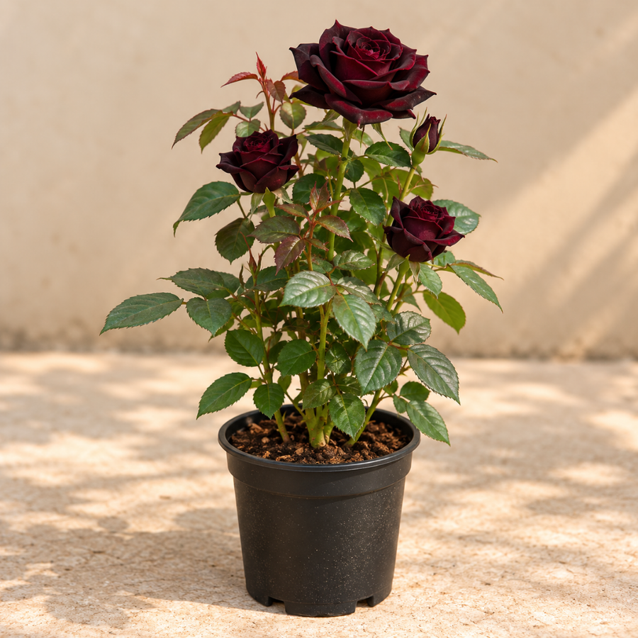 Black rose