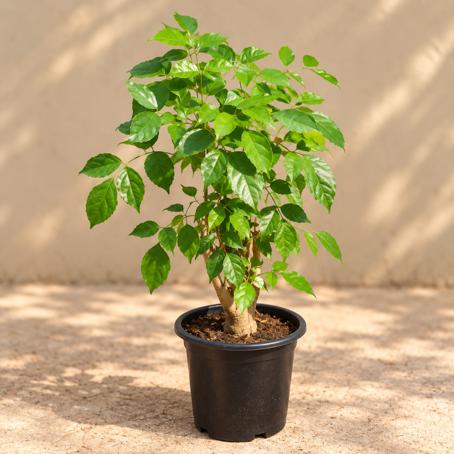China Doll  Bonsai