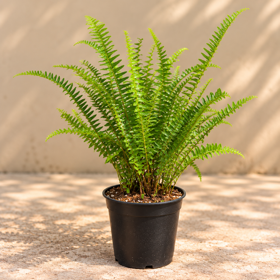 Boston Fern