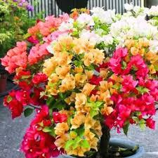 Bougainvillea