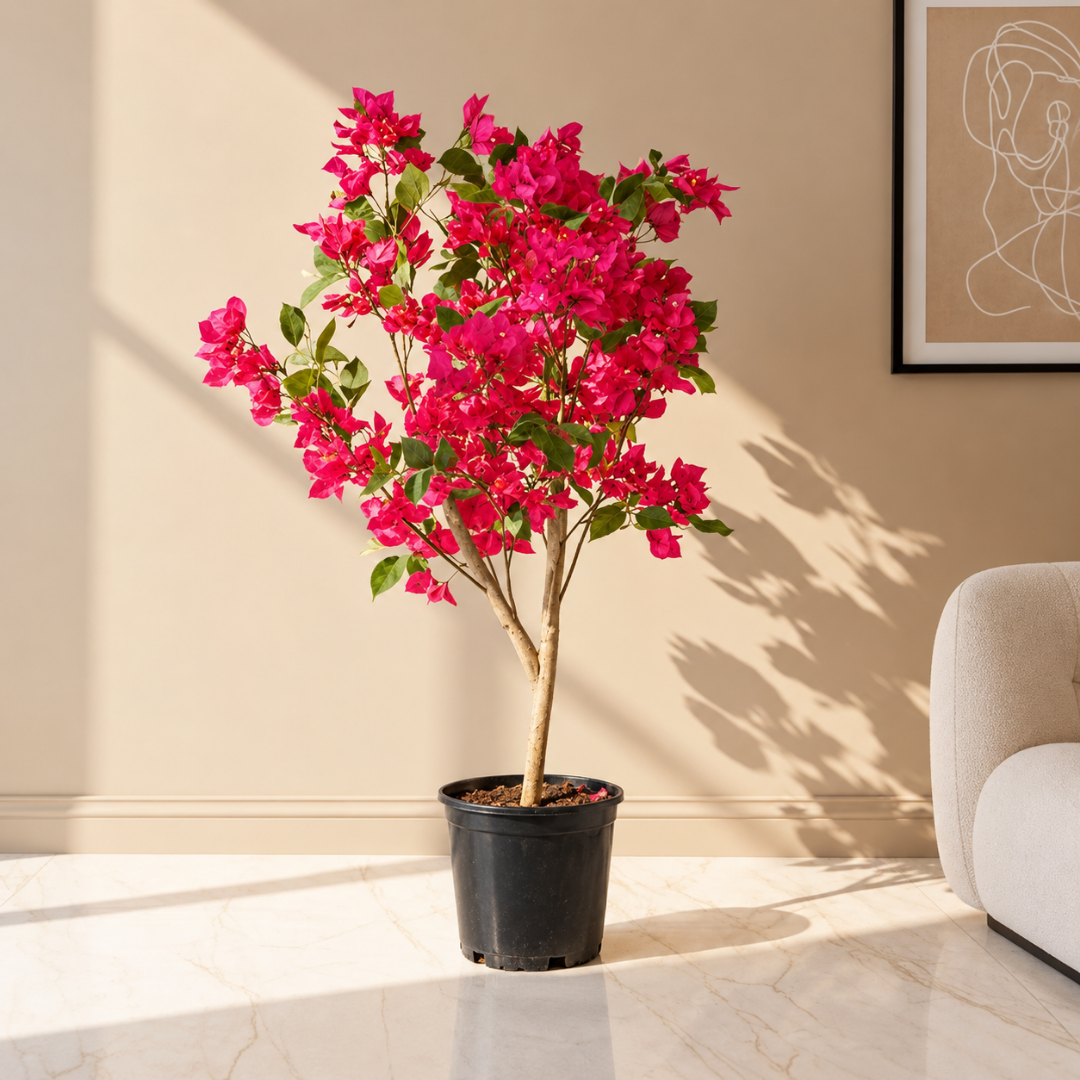 Bougainvillea