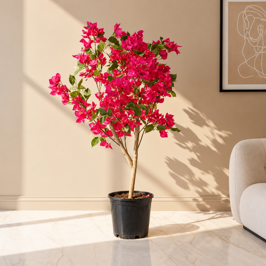 Bougainvillea