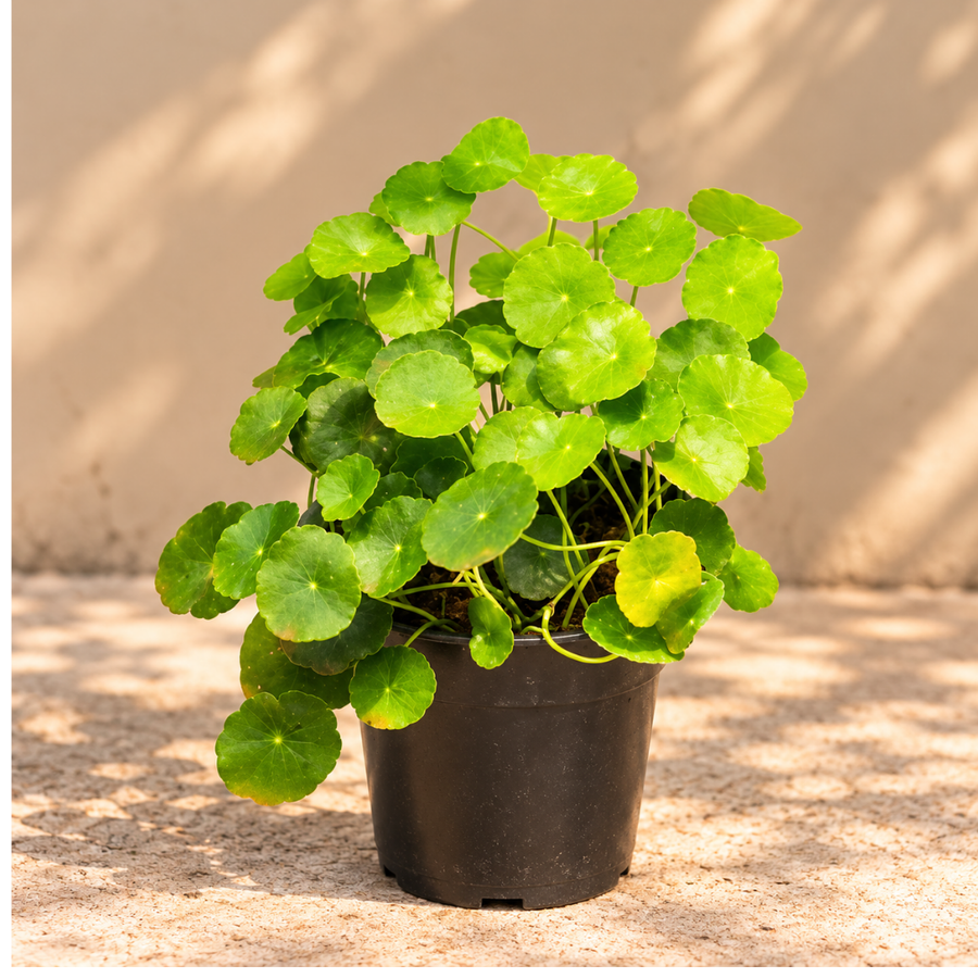 Brahmi