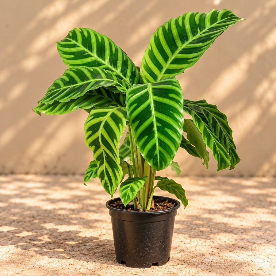 Calathea Zebrina