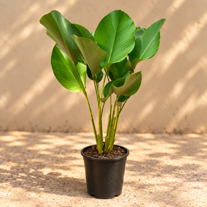Calathea lutea