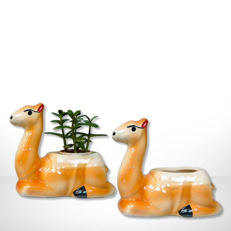 Camel