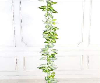 AC COLEUS WHITE BALE 1.8MTR