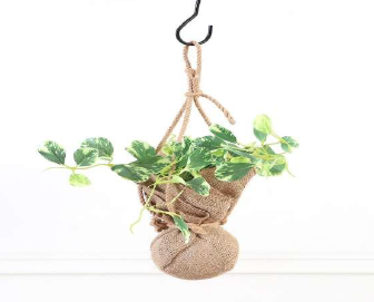 HANGING 48 CM PEPEROMIA