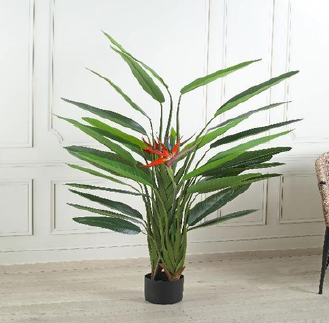 AP 160 CM STRELITZIA X 3 WITH POT 0749/16550