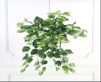 NEW POTHOS 68 CM TALL