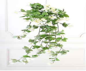 BOUGAINVILLEA BUSH WHITE 105 CM HEIGHT