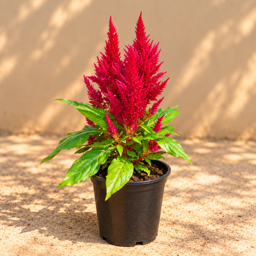 Celosia Plumosa