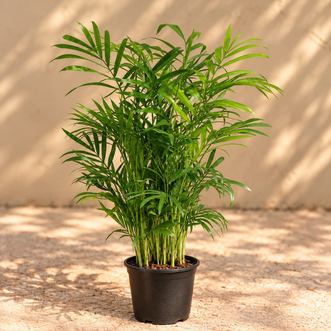 Chamaedora Palm