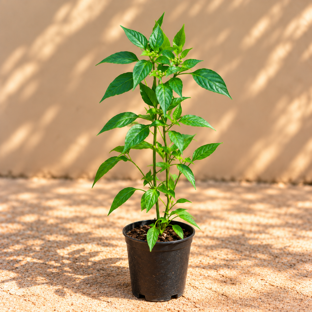 chilli plant