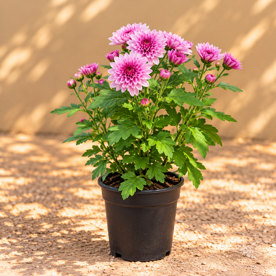 Chrysanthemum