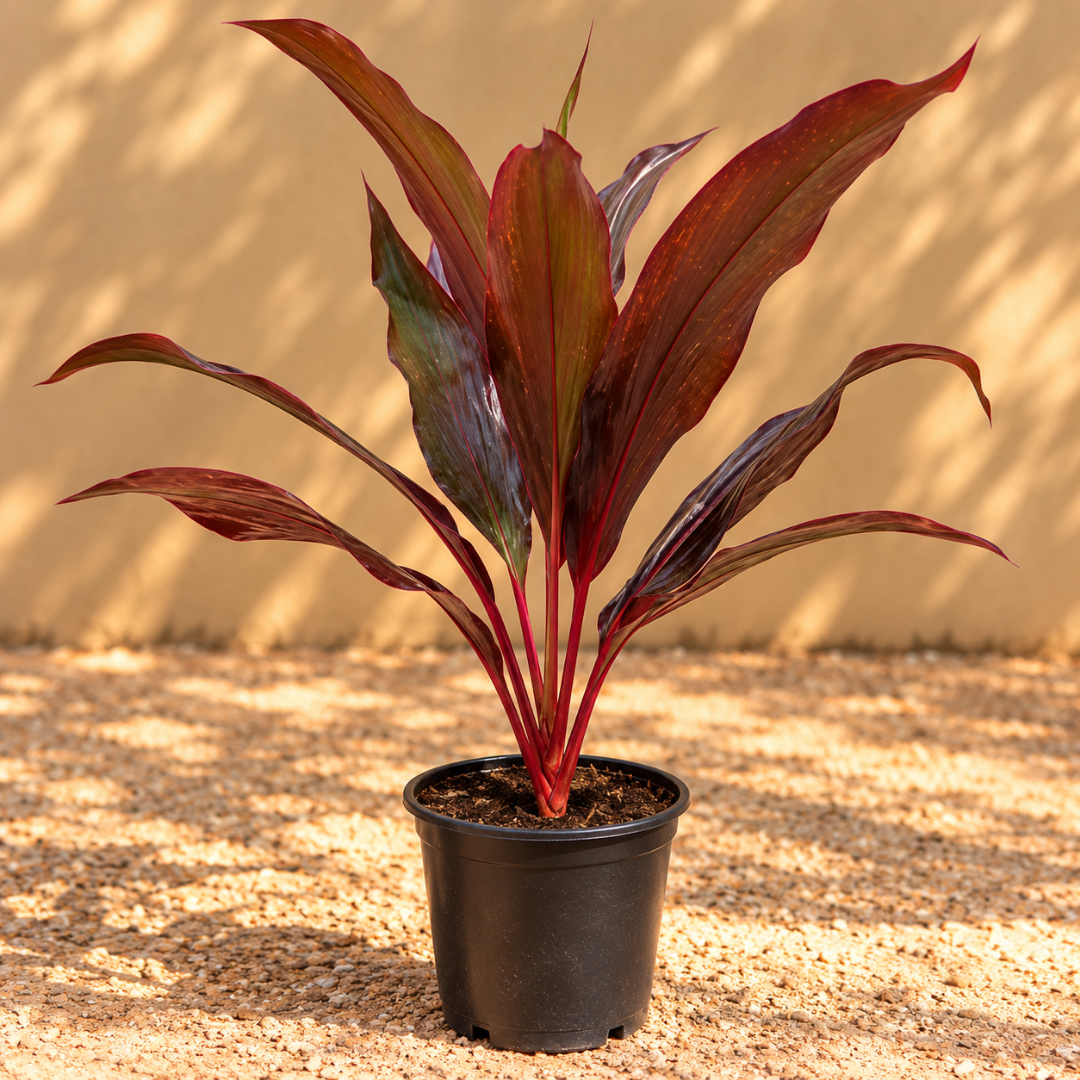 Cordyline fruticosa