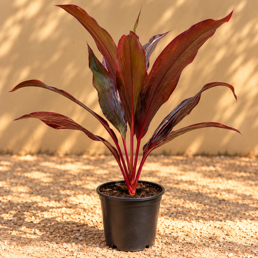 Cordyline fruticosa
