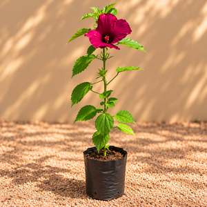 Cranberry Hibiscus