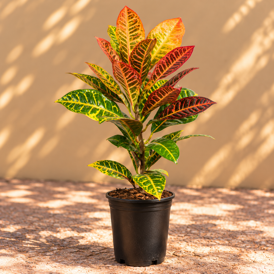 CROTON