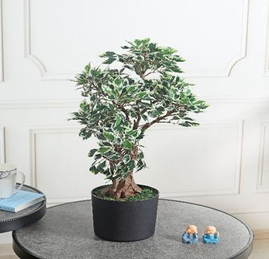 FICUS 61 CM
