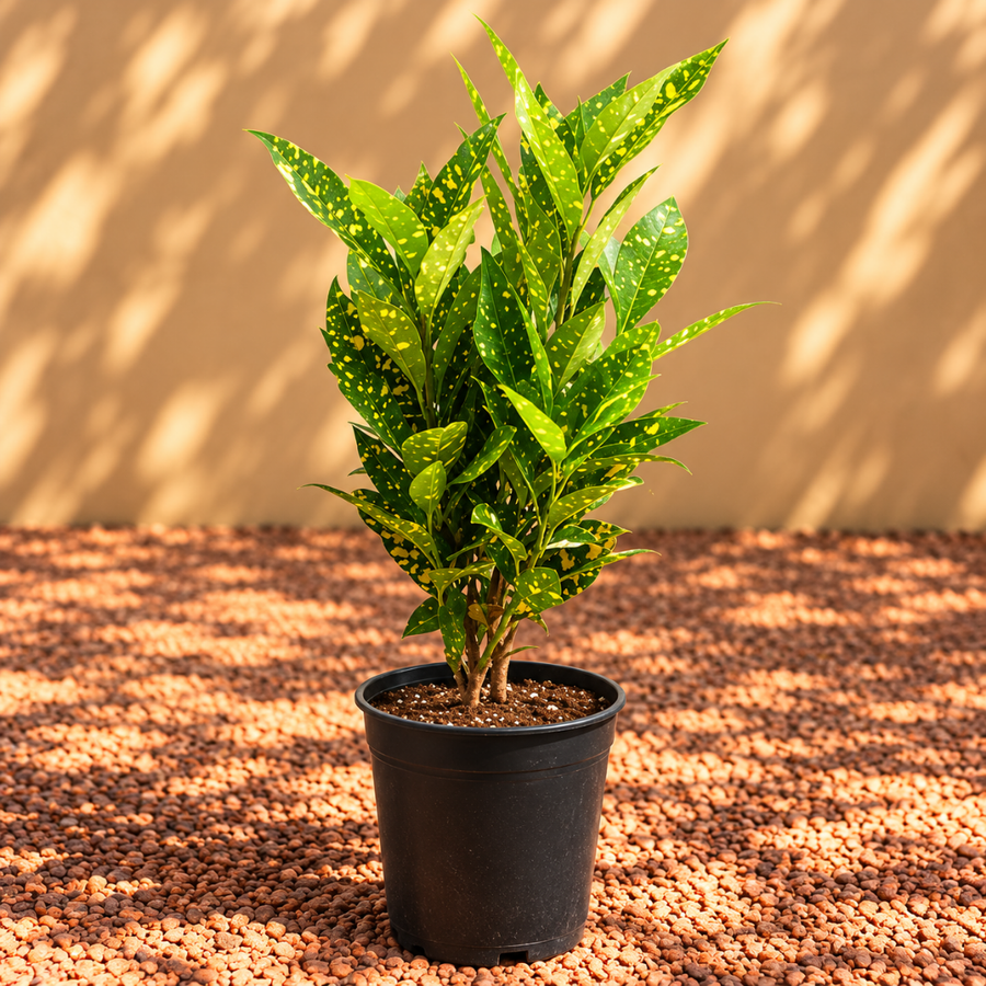 Gold Dust Croton