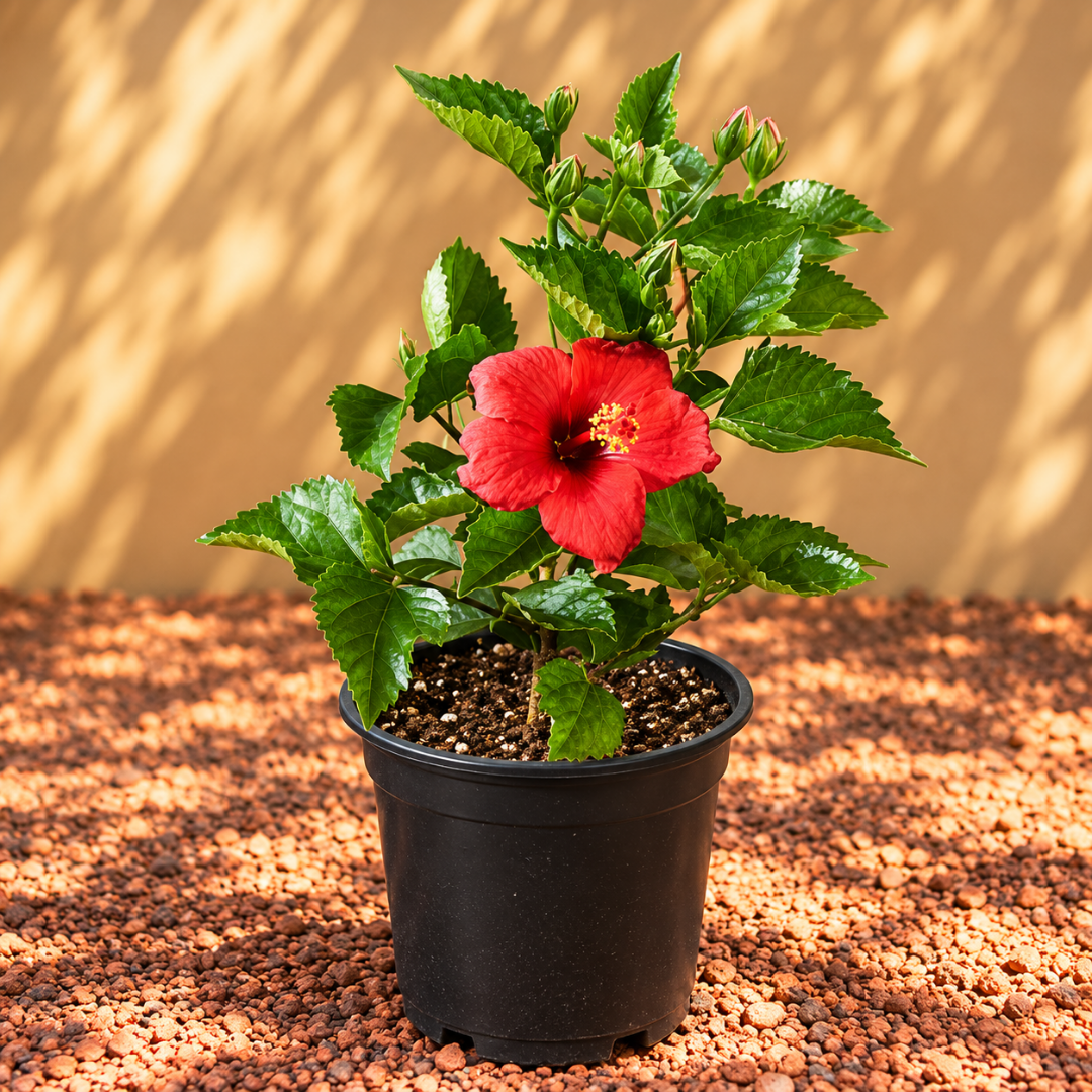 Hibiscus