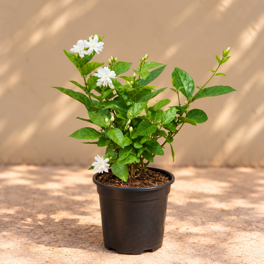 Jasmine