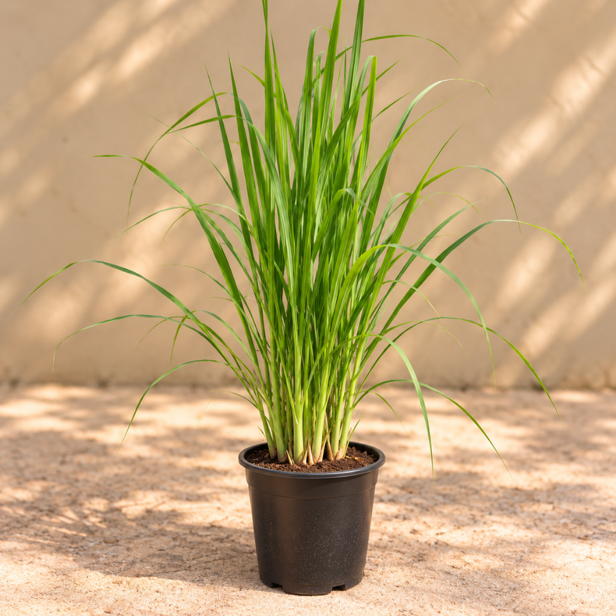 Lemongrass