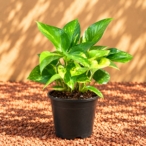 Money Plant