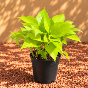 Money Plant