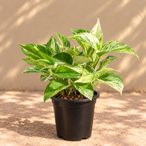 Money Plant
