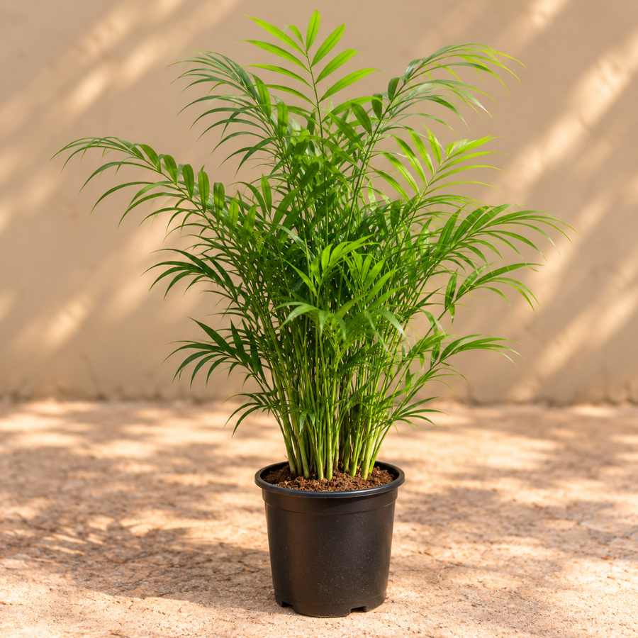 Parlour Palm