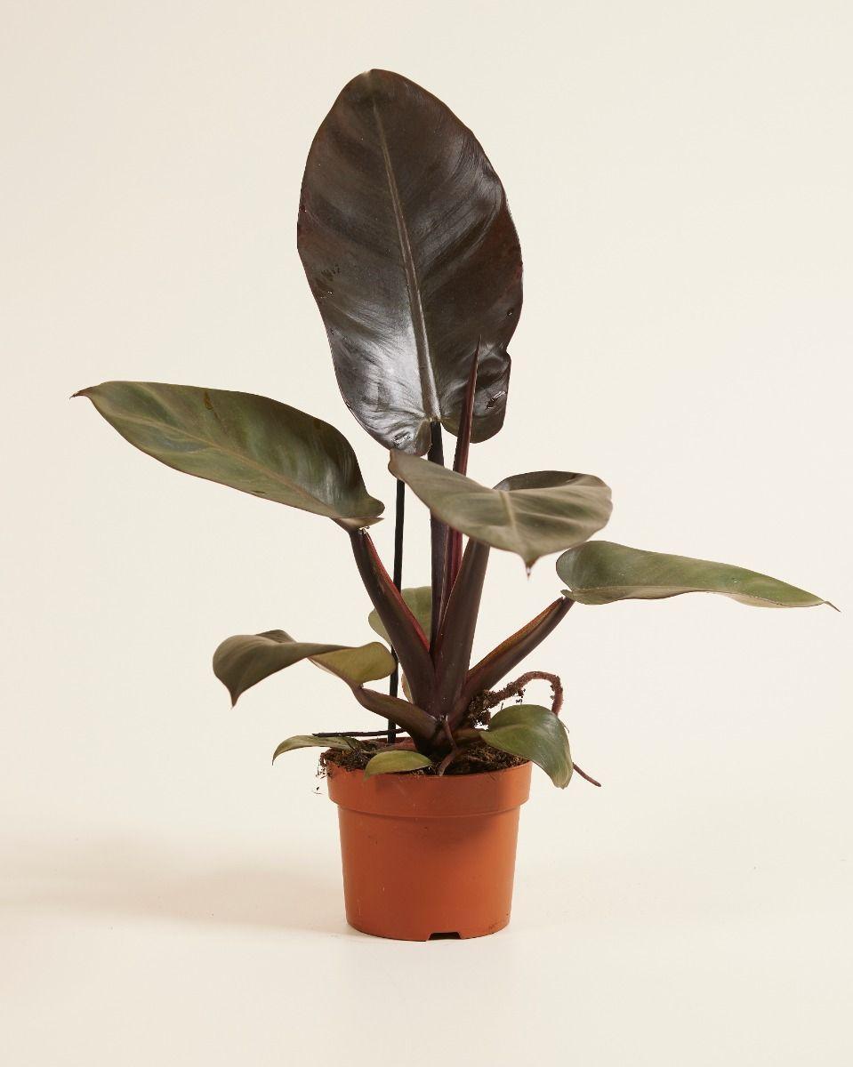 Philodendron