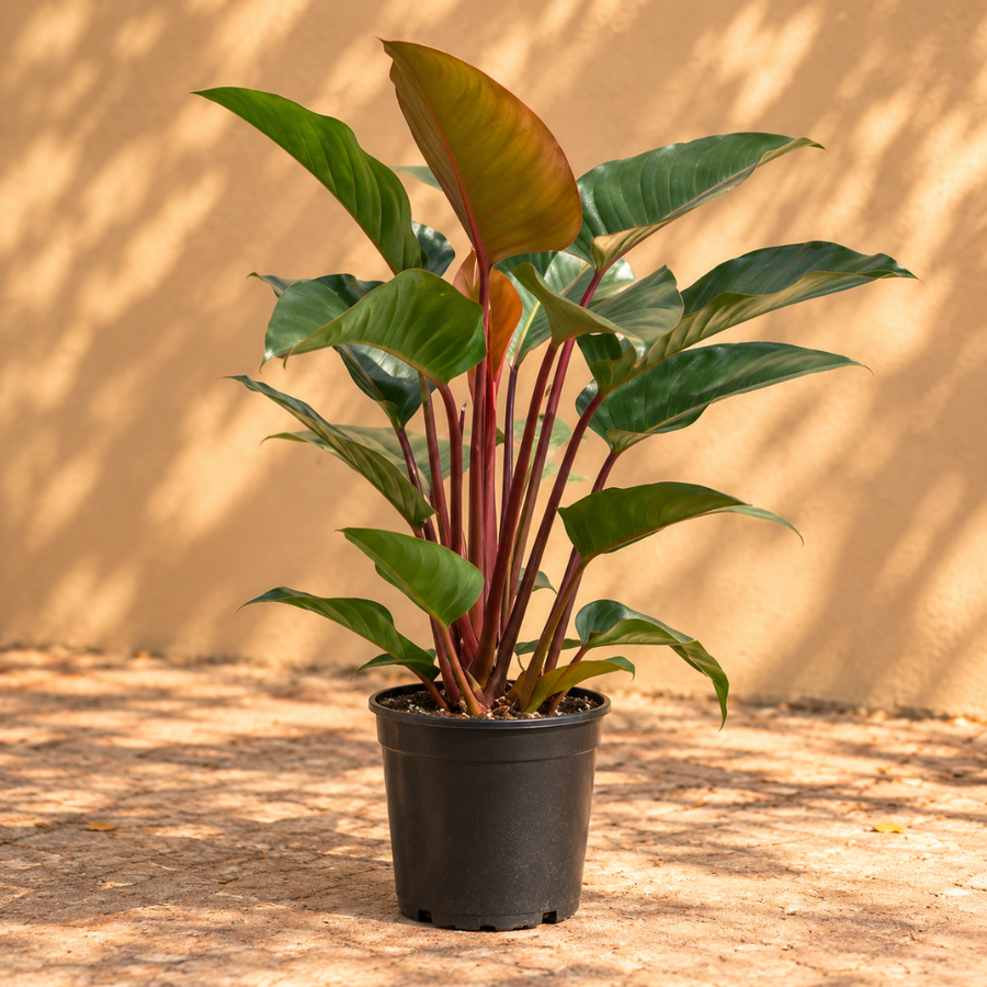 Philodendron Rojo Congo