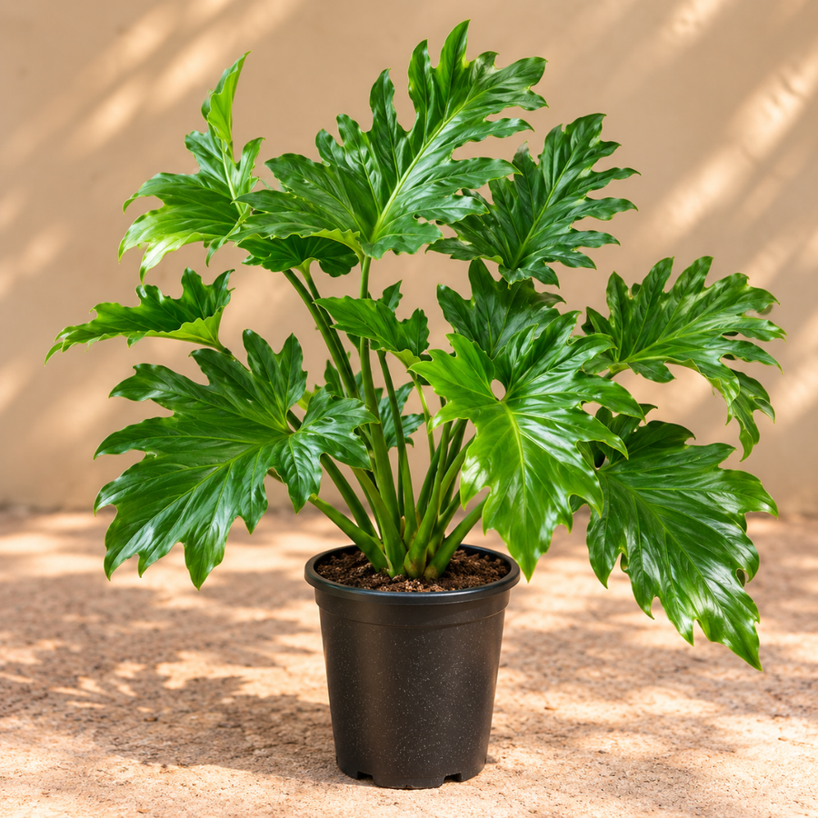 Philodendron Selloum