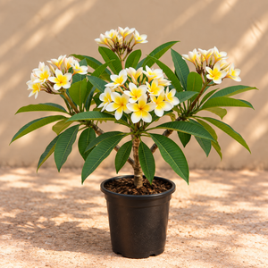 plumeria