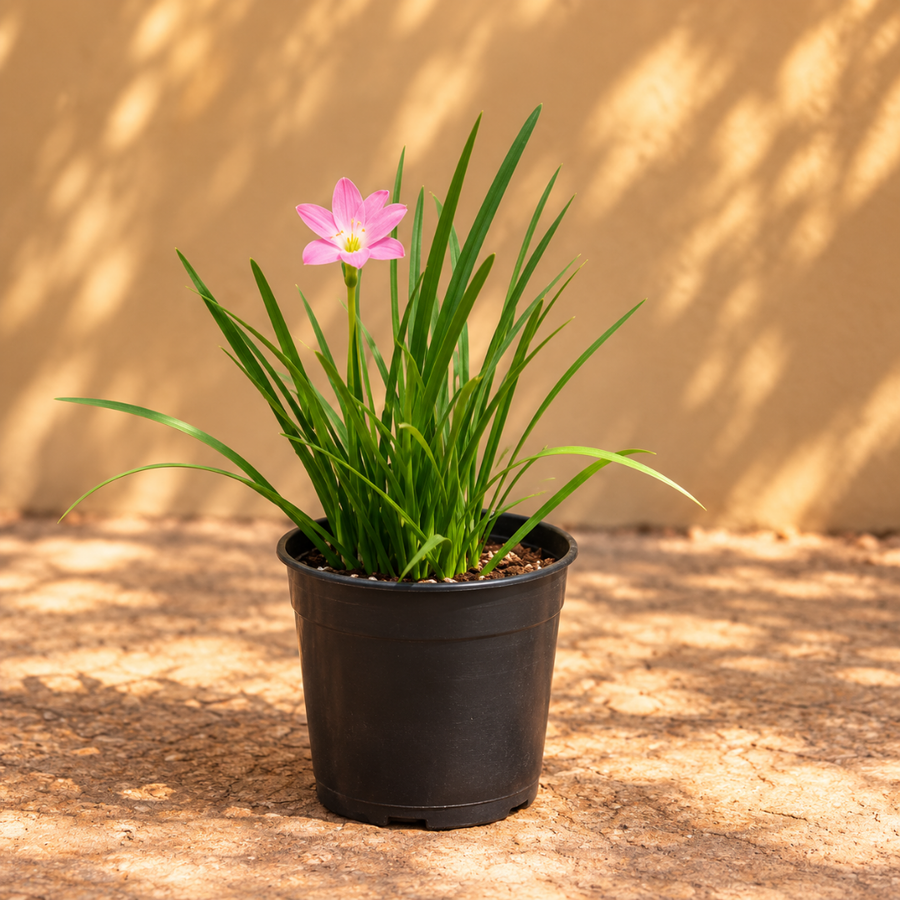 Rain lily