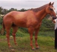Horse Form Garden-H 78